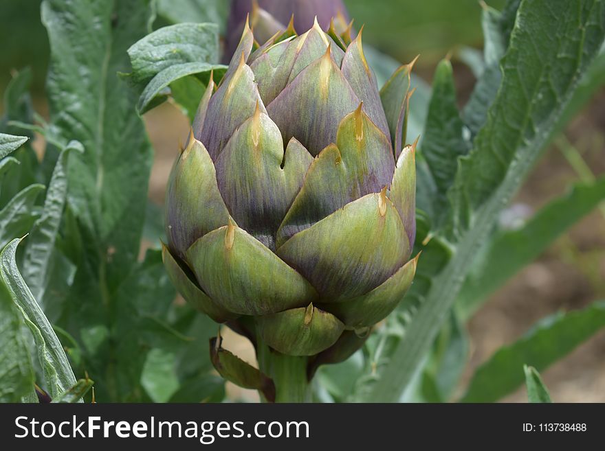 Plant, Cynara, Artichoke, Bud