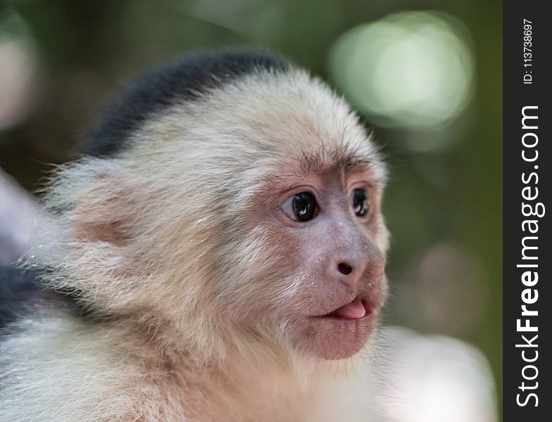 Face, White Headed Capuchin, Fauna, Mammal