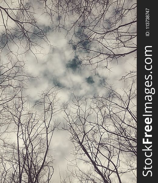 Sky, Branch, Tree, Cloud