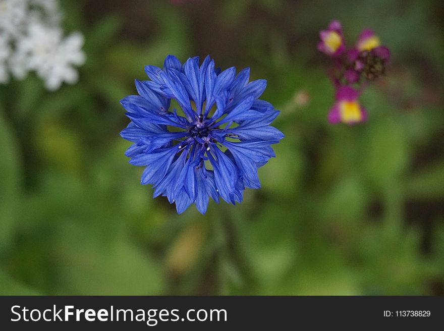 Flower, Blue, Flora, Purple