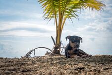 Dog On Summer Vacation At The Beach Under A Palm Tree Stock Images
