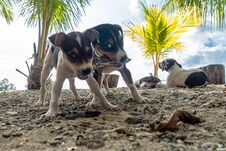 Two Jack Russell Terrier Dogs Playing With A Toy Royalty Free Stock Photo