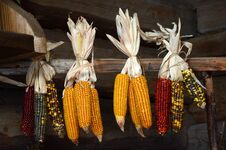 Corn Different Colors Royalty Free Stock Photos