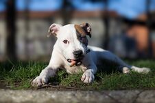Staffordshire Terrier Puppy Chewing Stick Stock Images