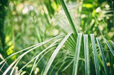 Green Palm Foliage Background, Tropical Jungle Leaves Stock Photos