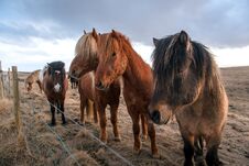 Beautiful Icelandic Horses In Iceland Royalty Free Stock Photo