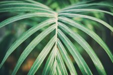 Green Palm Foliage Background, Tropical Jungle Leaves Stock Photo
