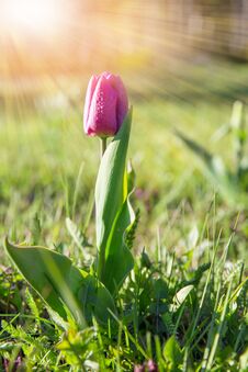 Spring Flower Pink Tulip In The Garden Under The Rays Of The Sun. Royalty Free Stock Photography