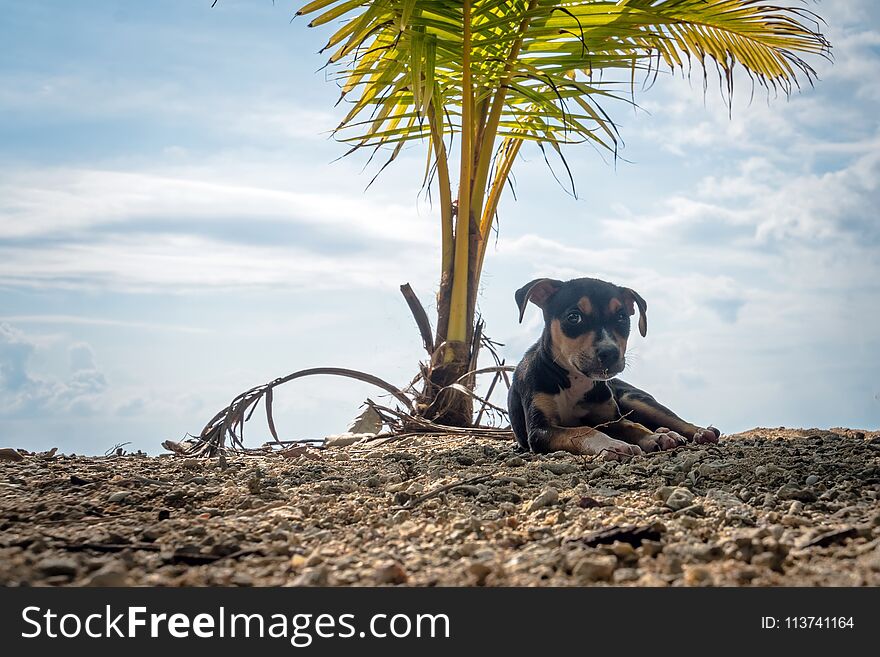 dog on summer vacation at the beach under a palm tree
