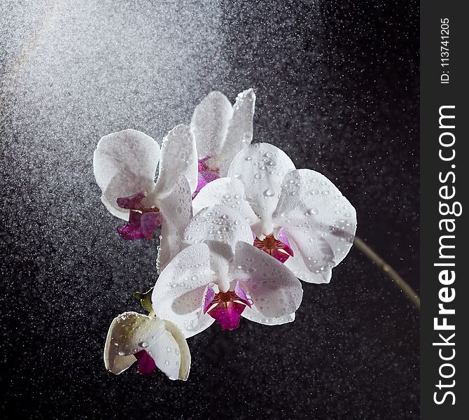 White phalaenopsis orchid with splashes of water on black background.