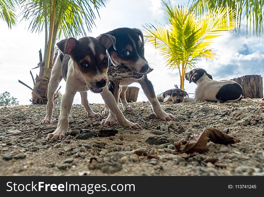 two jack russell terrier dogs playing with a toy