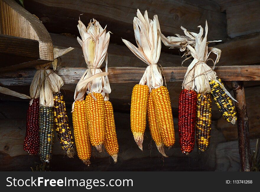 Corn different colors bundled hanging on a perch