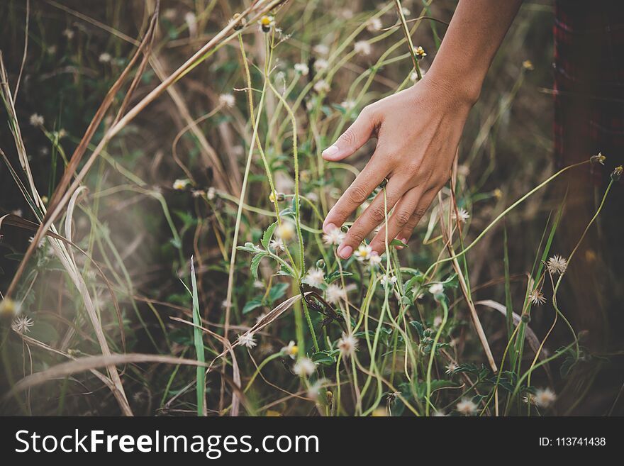 Close up of a woman`s hand touching grass in field backgroundn. Close up of a woman`s hand touching grass in field backgroundn