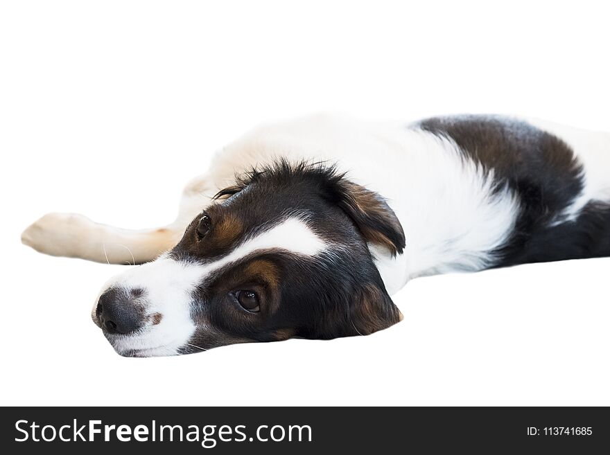 Tricolor Australian shepherd in puppy day isolate on white background,Clipping path