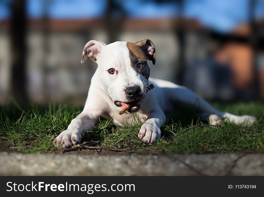 American staffordshire terrier puppy chewing stick