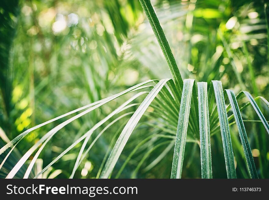 Green palm foliage background, tropical jungle leaves