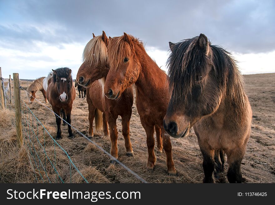 Beautiful icelandic horses in Iceland