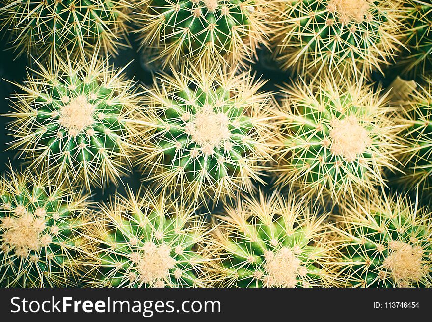 Family of Golden Barrel Cactus - Echinocactus grusonii. Cactus backround.