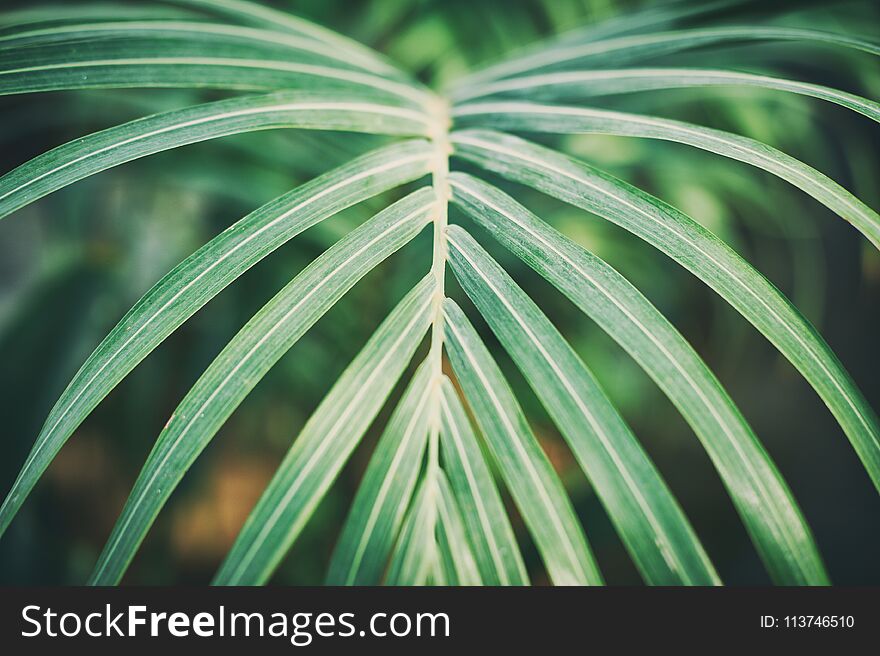 Green palm foliage background, tropical jungle leaves close up
