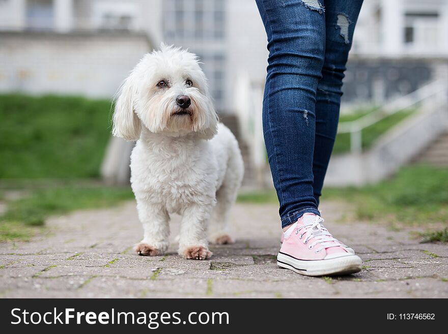 Girl walking with white dog