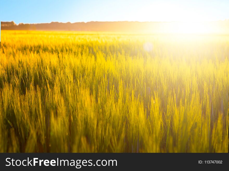 Wheat field. Ears of golden wheat on nature sunset landscape.