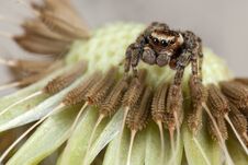 Jumping Spider Sitting On The Dandelion Stock Image Jumping Spider Sitting On The Dandelion Stock Image