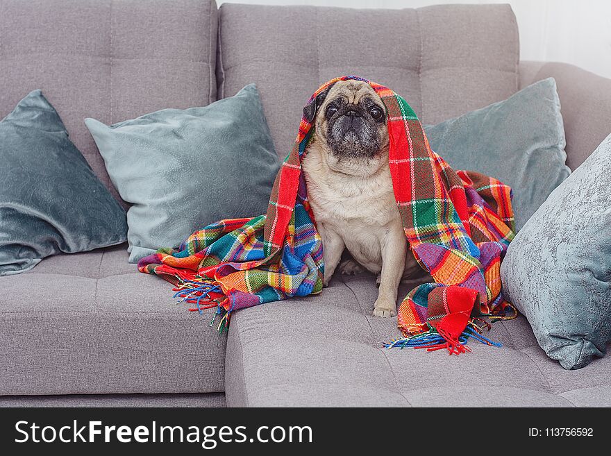 Cute pug wrapped in a warm blanket
