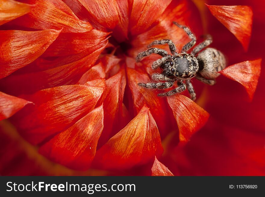 Little jumping spider walking on the red dry flower. Little jumping spider walking on the red dry flower