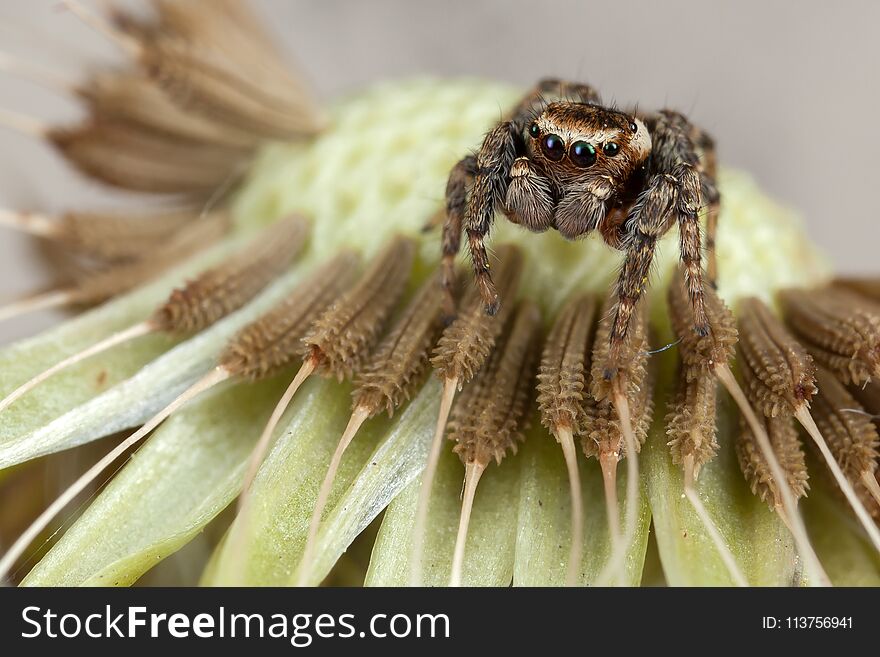 Jumping spider sitting on the dandelion