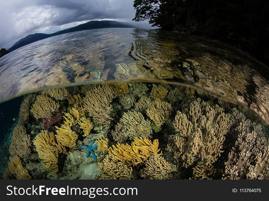 A shallow, healthy coral reef thrives near limestone islands in Raja Ampat, Indonesia. This tropical region is known as the heart of the Coral Triangle due to its marine biodiversity. A shallow, healthy coral reef thrives near limestone islands in Raja Ampat, Indonesia. This tropical region is known as the heart of the Coral Triangle due to its marine biodiversity.