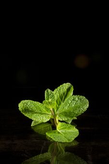 Free A Branch Of Fresh Mint Stock Images - 113774554