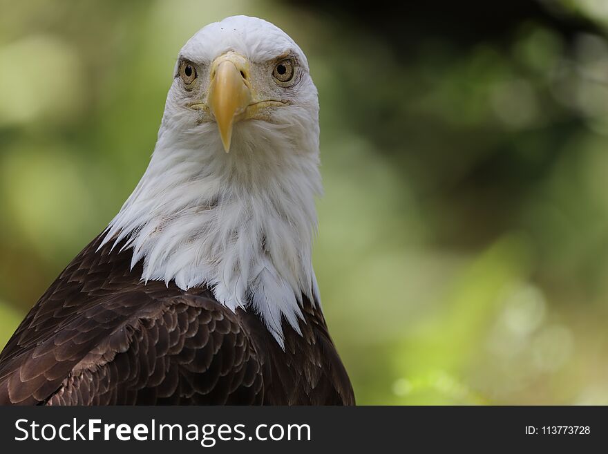 The American Bald Eagle Portrait