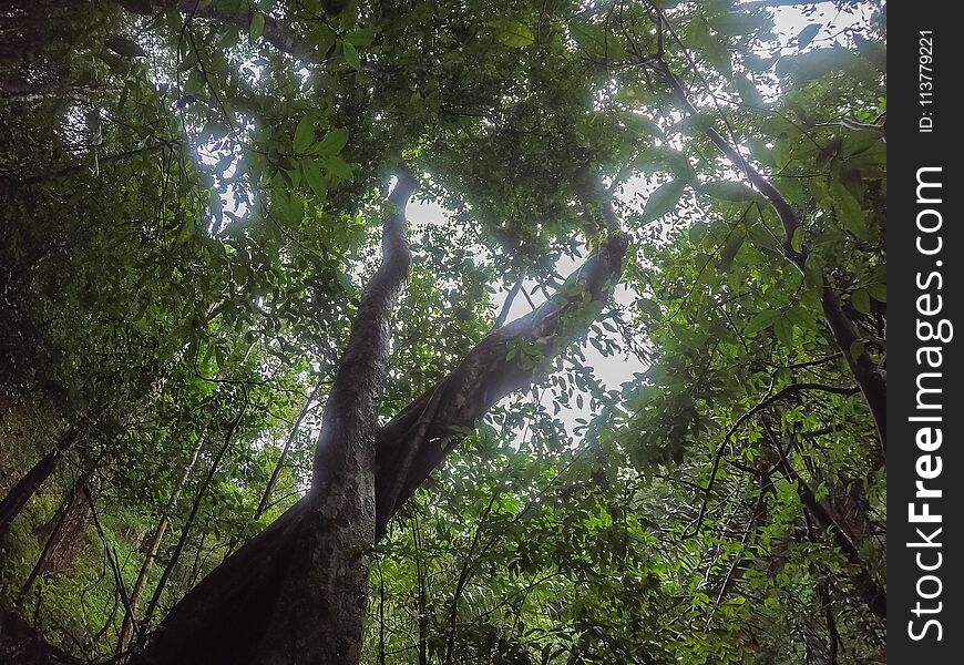 Pure Nature In The Middle Of The Bushy Evergreen Forest Of Umphang Wildlife Sanctuary,Tak Province,Thailand.