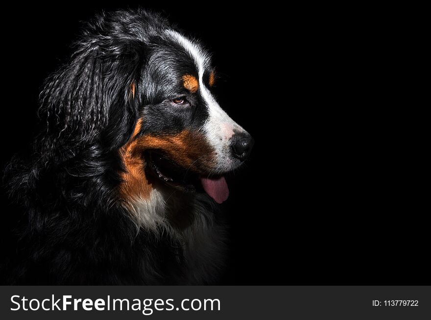 Berner Sennenhund Dog Isolated On Black Background