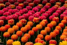Cactus Gymnocalycium Mihanovichii F. Variegata Orange And Red, Pink, Yellow. Many Rows. Background Blur Stock Photography