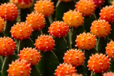 Cactus Gymnocalycium Mihanovichii F. Variegata Orange, Many Rows. Background Blur Royalty Free Stock Images