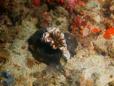 True Sea Slug Royalty Free Stock Image