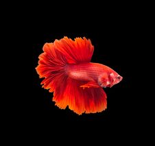 Closeup Red Beautiful Small Siam Betta Fish With Isolate Background. Royalty Free Stock Photography Closeup Red Beautiful Small Siam Betta Fish With Isolate Background. Royalty Free Stock Photography