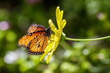 Monarch Butterfly On Yellow Flower, With Green Background. Stock Image