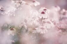 Blurry Blossom Daisy Flowers Background Stock Images