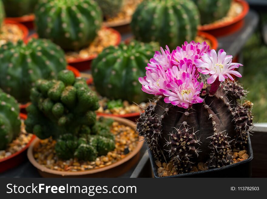 Cactus Bright pink flowers. Among the green cactus. Background blur