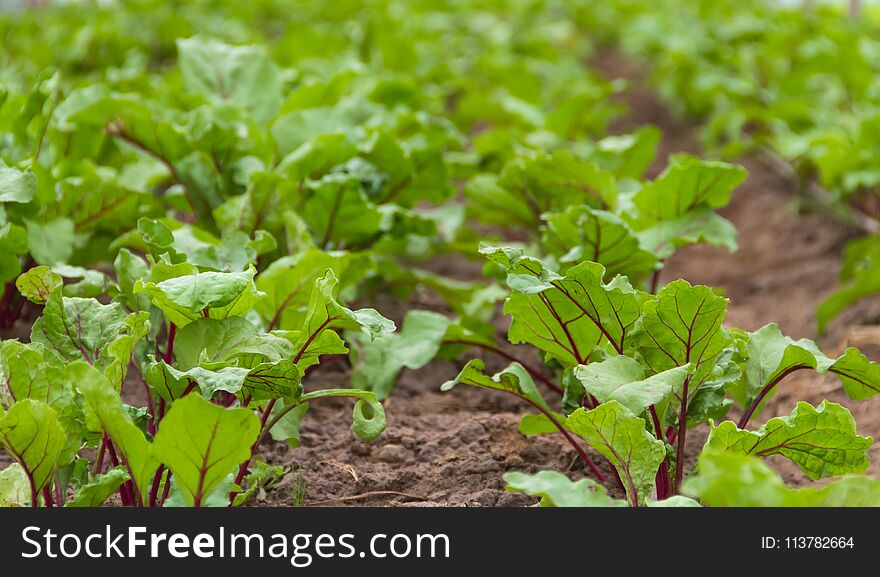 Beet planting in the organic garden greenhouse. Beet planting in the organic garden greenhouse