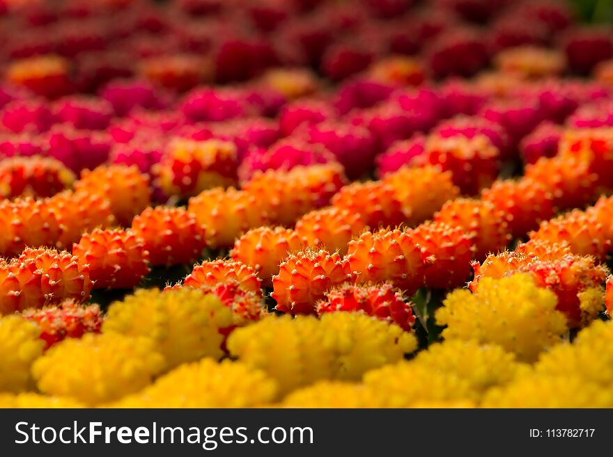 Background blur Cactus Gymnocalycium mihanovichii f. Variegata many colorfull orange,red,pink,yellow. At shop