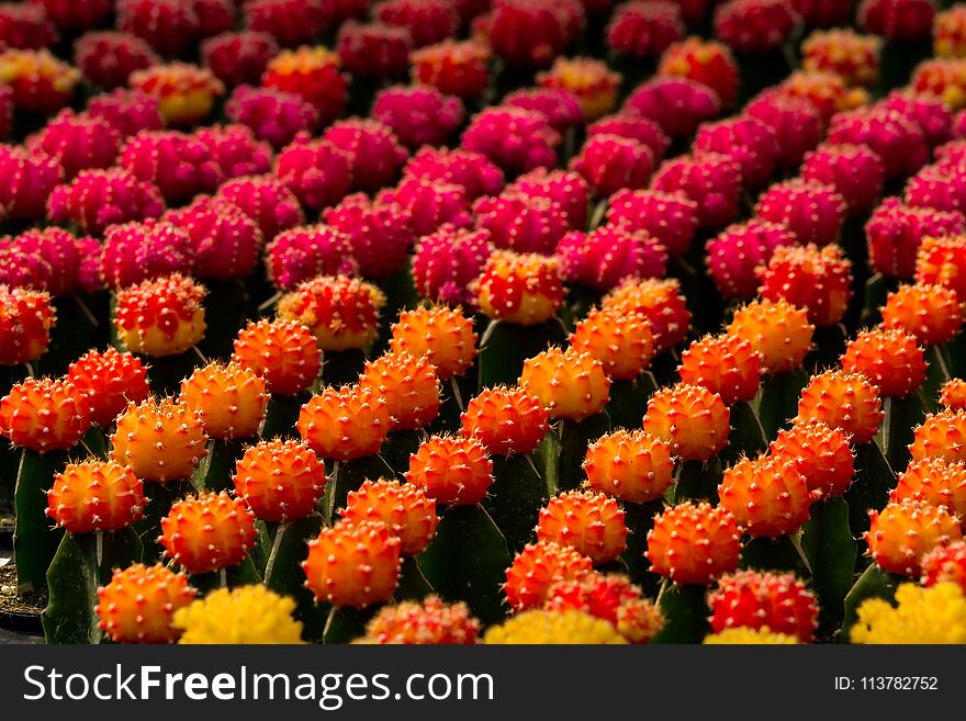 Cactus Gymnocalycium mihanovichii f. Variegata orange and red, pink, yellow. Many rows. Background blur