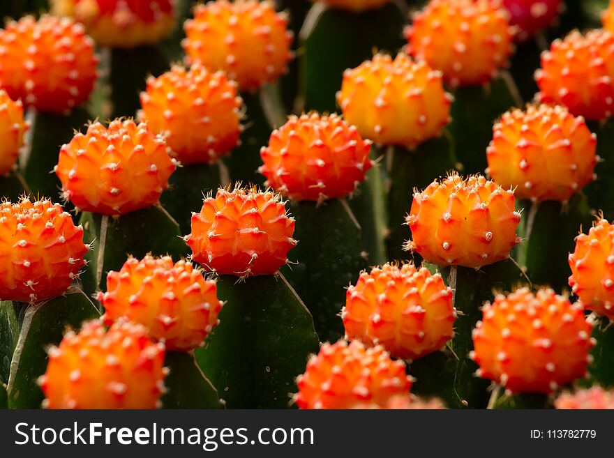 Cactus Gymnocalycium mihanovichii f. Variegata orange, many rows. Background blur. At shop