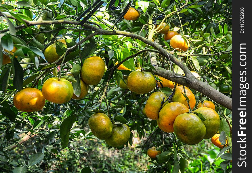 Mandarin citrus fruits on the tree at plantation in Mekong Delta, Vietnam.