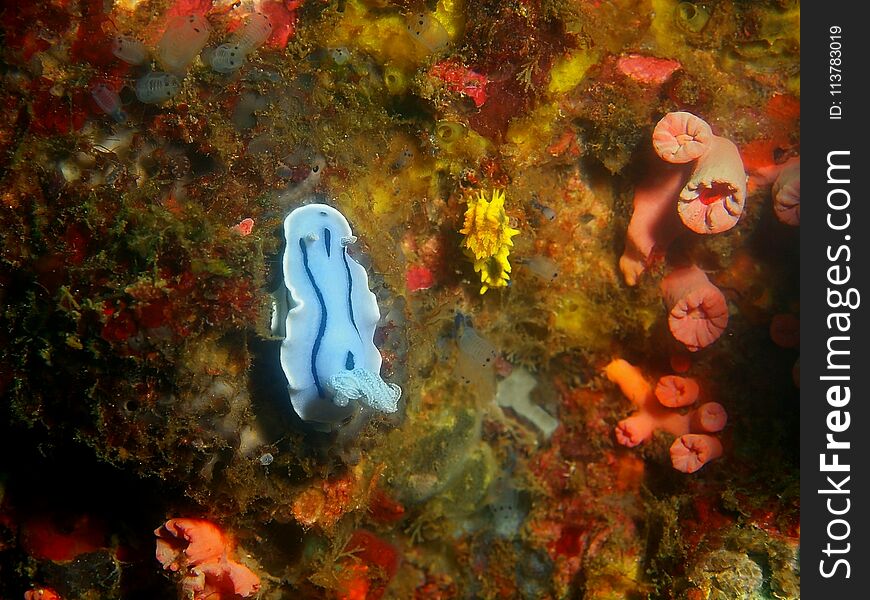 The amazing and mysterious underwater world of the Philippines, Luzon Island, AnilÐ°o, true sea slug