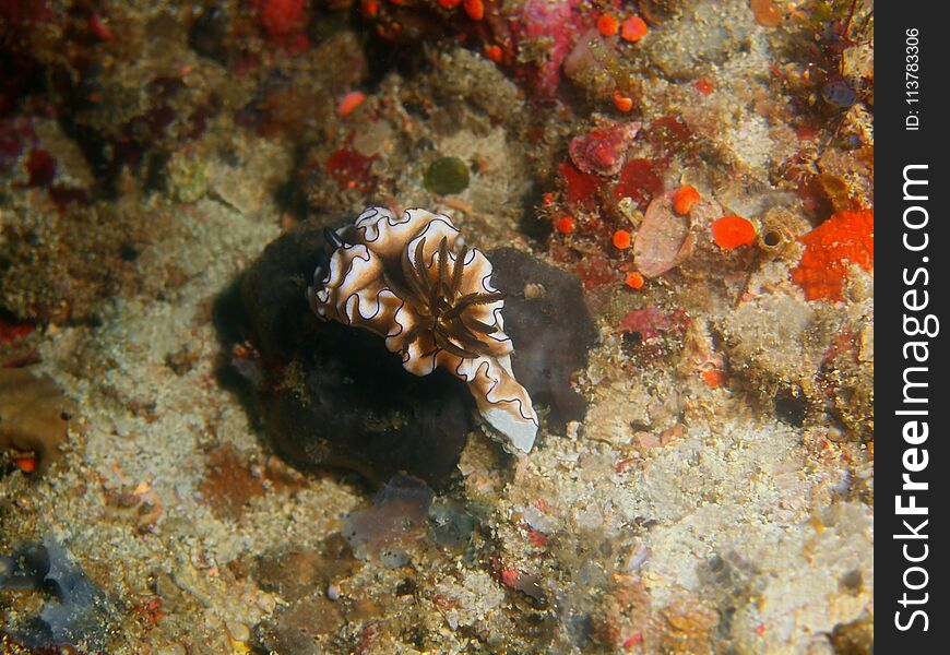 The amazing and mysterious underwater world of the Philippines, Luzon Island, Anilаo, true sea slug