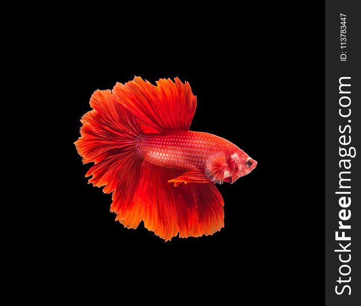 Closeup red beautiful small siam betta fish with isolate background.