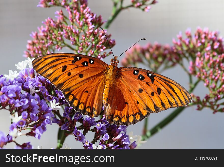 Orange Gulf Fritillary butterfly on purple flowers